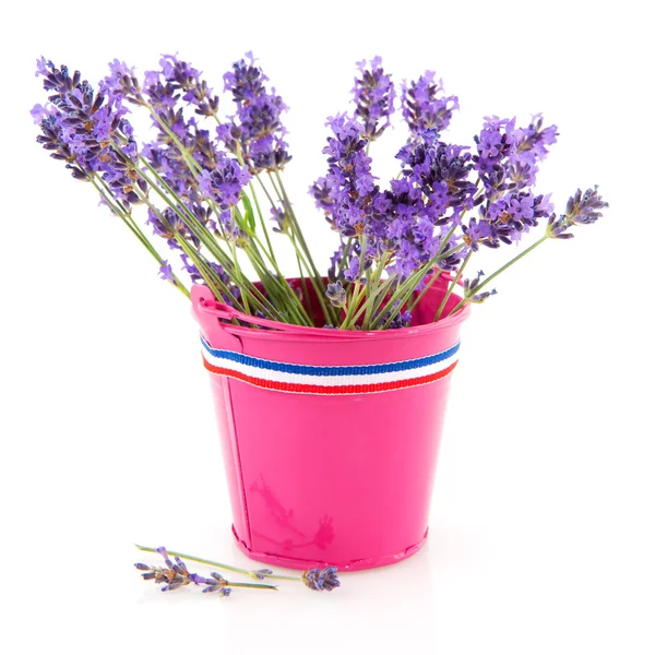 Lavendel uit de provence — Stockfoto