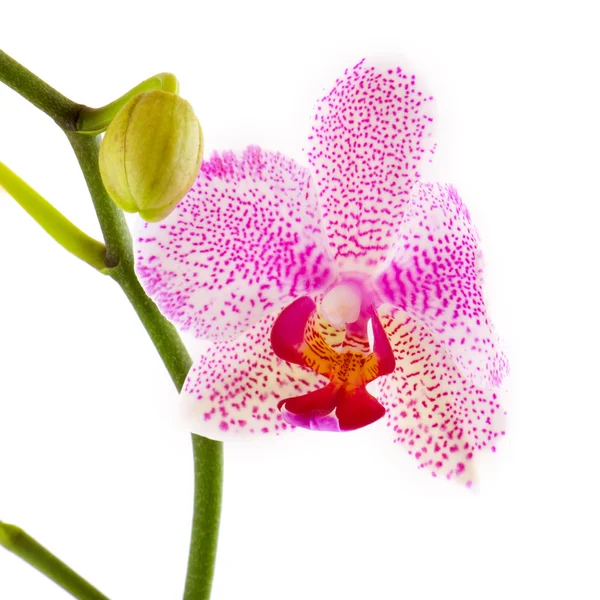 Růžová a bílá orchidej — Stock fotografie