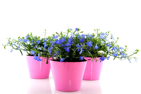 Cheerful blue Lobelia — Stock Photo, Image