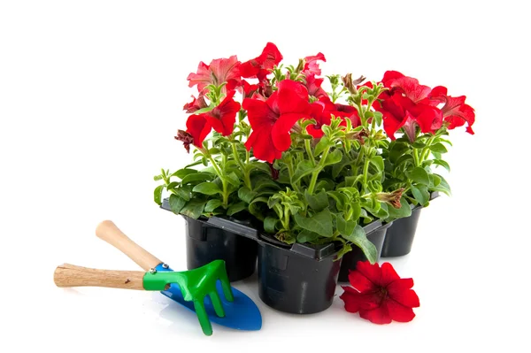 Červený květináč petúnií — Stock fotografie