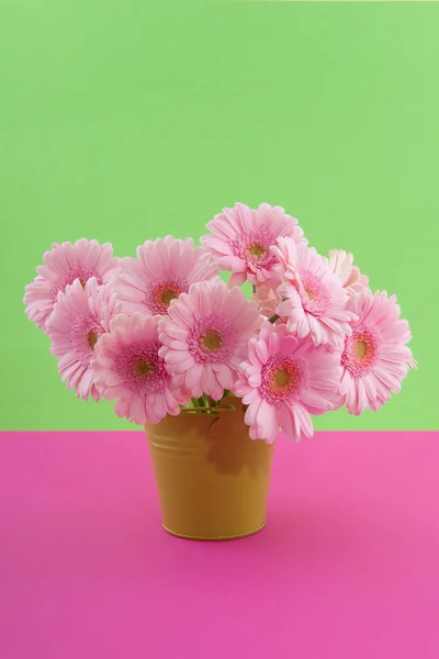 Pink Gerber — Stock Photo, Image