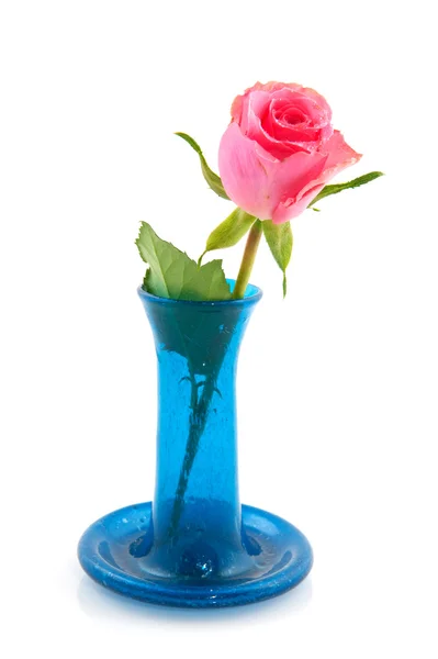 Mavi vazo içinde pembe Gül — Stok fotoğraf