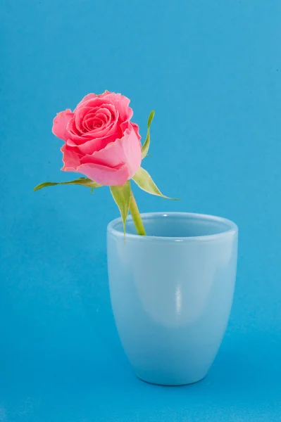Pink single rose on blue — Stock Photo, Image