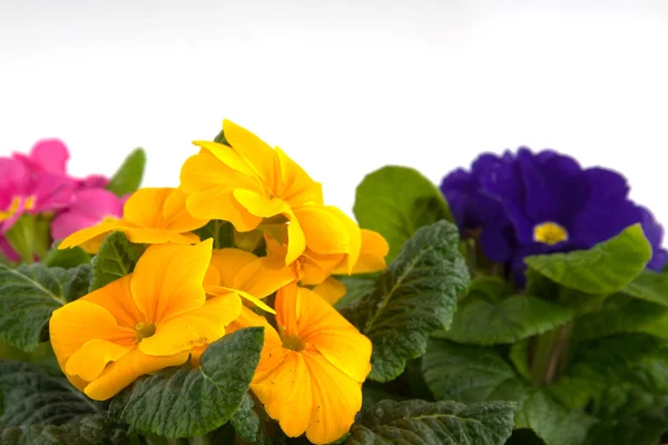 Primula in kleuren — Stockfoto
