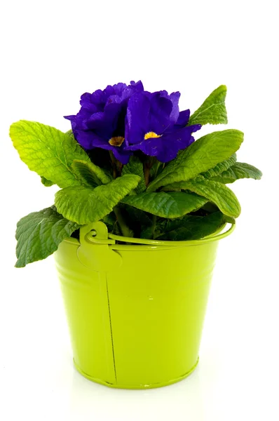Primula azul — Fotografia de Stock