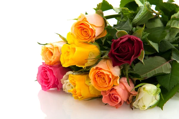 Kleurrijke rozen Stockfoto