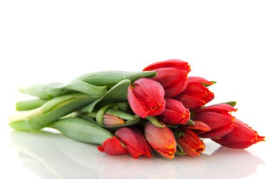 Red tulips clipart