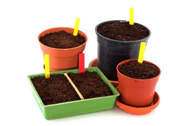 Sowing seeds clipart