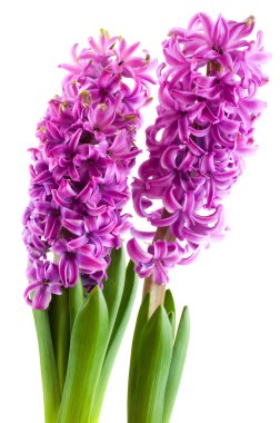 Purple Hyacinths clipart