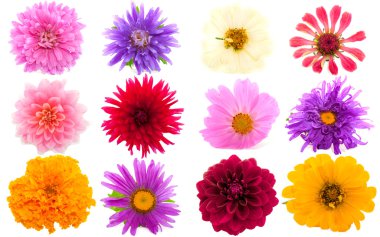 Garden flowers clipart