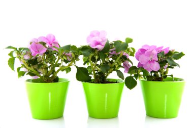 Pink Impatiens clipart