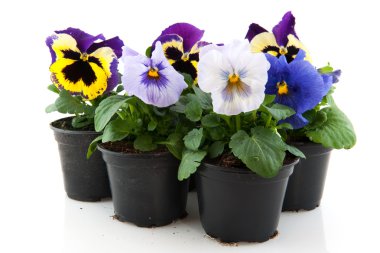 Colorful Pansies clipart