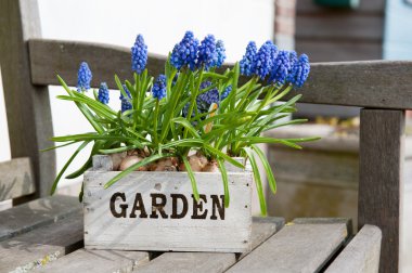 Muscari clipart