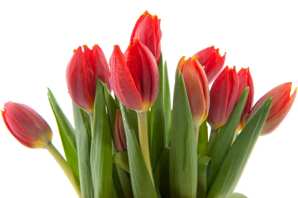 Bouquet red tulips — Stock Photo, Image