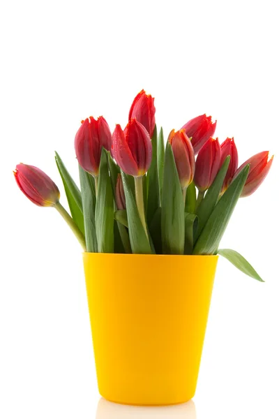 Modern bouquet tulips — Stock Photo, Image