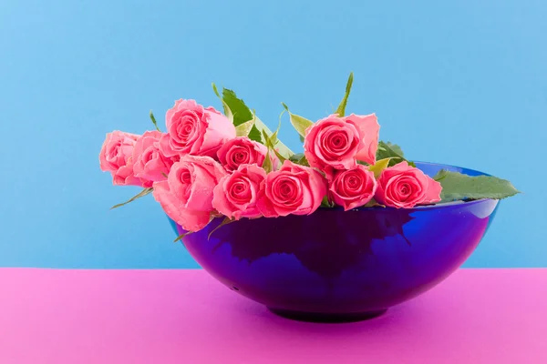 Růžové růže na modré — Stock fotografie