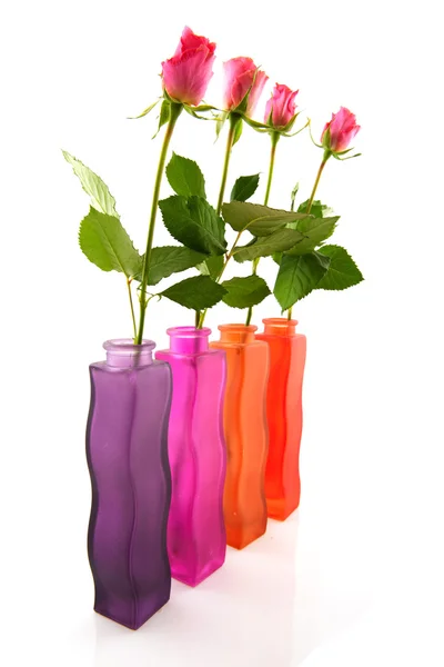 Řádek s barevné růže — Stock fotografie