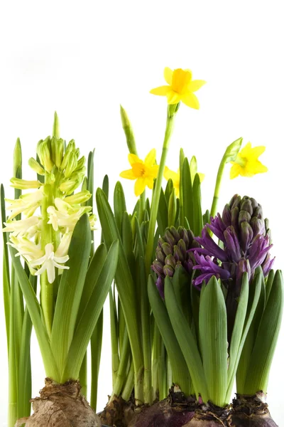 Flowers in spring — Stock Photo, Image