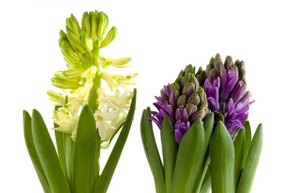 Hyacinths — Stock fotografie