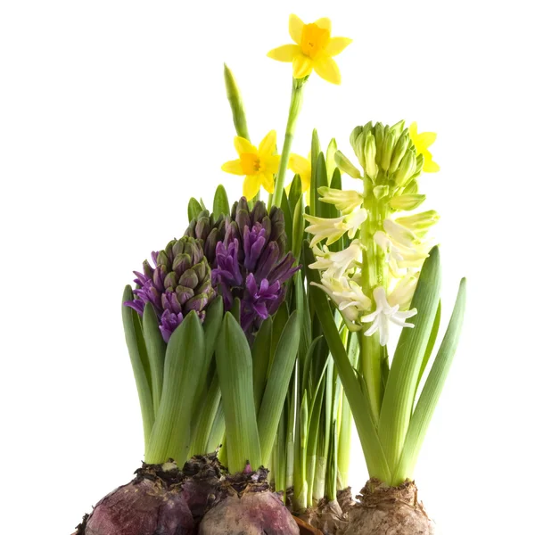 Květinové cibule — Stock fotografie