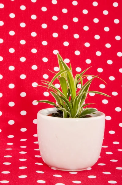 Grüne Pflanze auf rot — Stockfoto