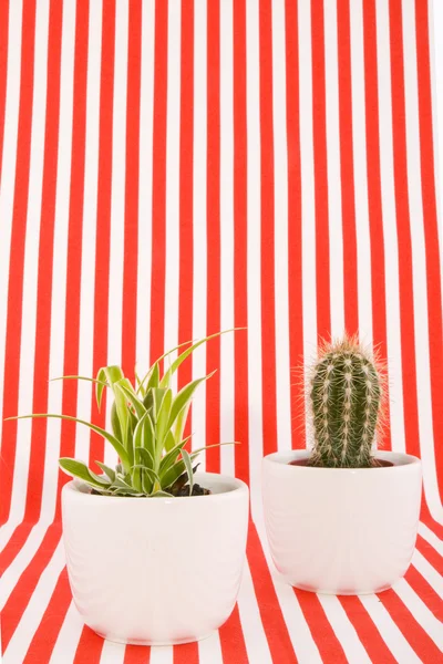 Kaktus mit modernem Design — Stockfoto