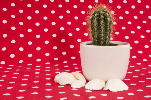 Cactus su rosso — Foto Stock