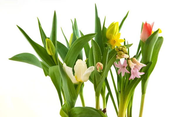 Květinové cibule — Stock fotografie