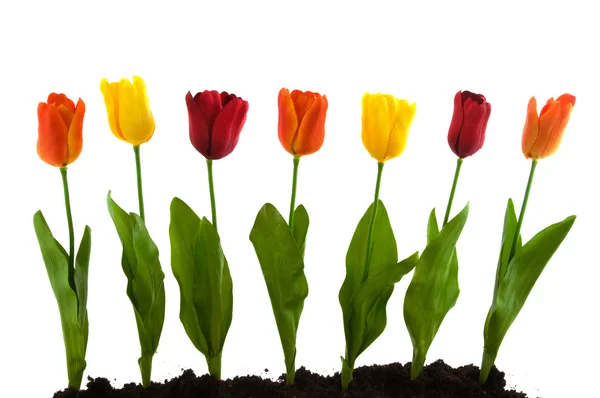 Ряд з різнокольоровими шовковими тюльпанами — стокове фото