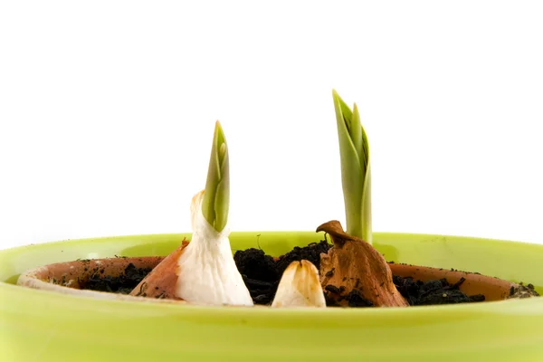 Tulip bulbs in pot — Stock Photo, Image