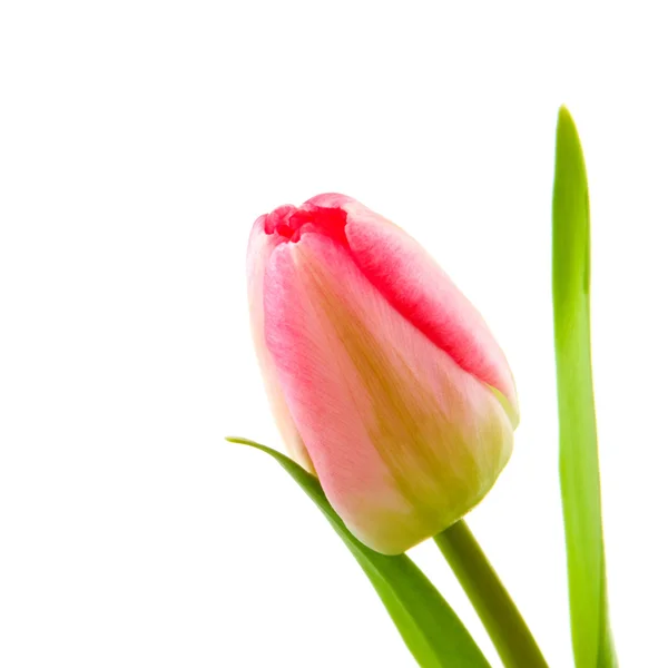 Рожевий тюльпан — стокове фото