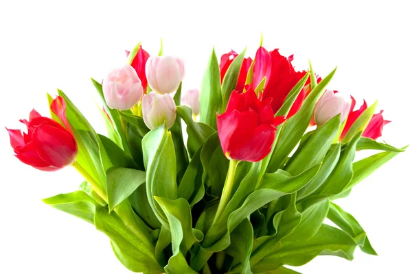 Tulipany bukietowe — Zdjęcie stockowe