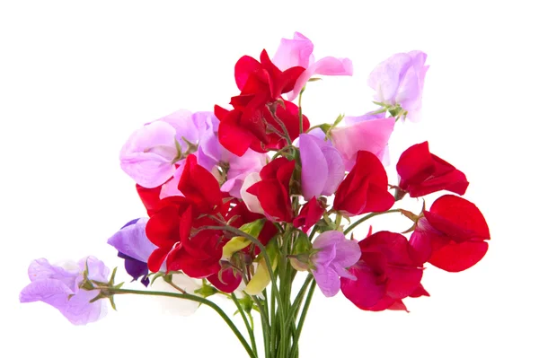 Λουλούδια κήπων vetching — Φωτογραφία Αρχείου