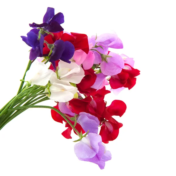 Λουλούδια κήπων vetching — Φωτογραφία Αρχείου