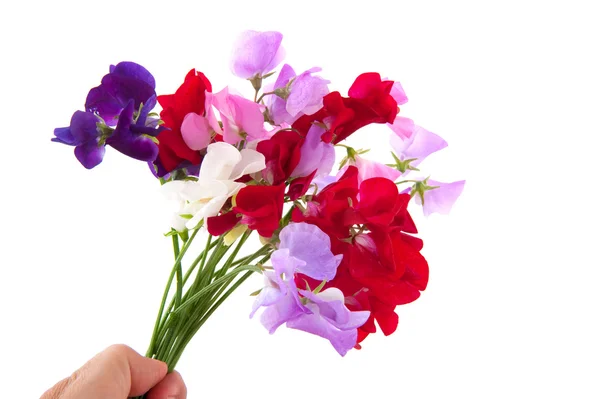 Flores de jardín vetching — Foto de Stock