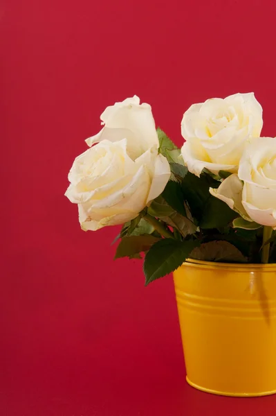 Witte rozen op rood — Stockfoto