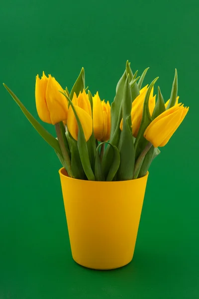 Žluté tulipány na zelené — Stock fotografie