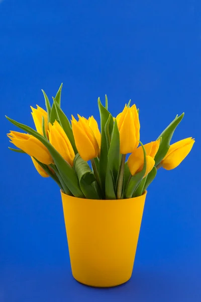 Yellow tulips on blue — Stock Photo, Image