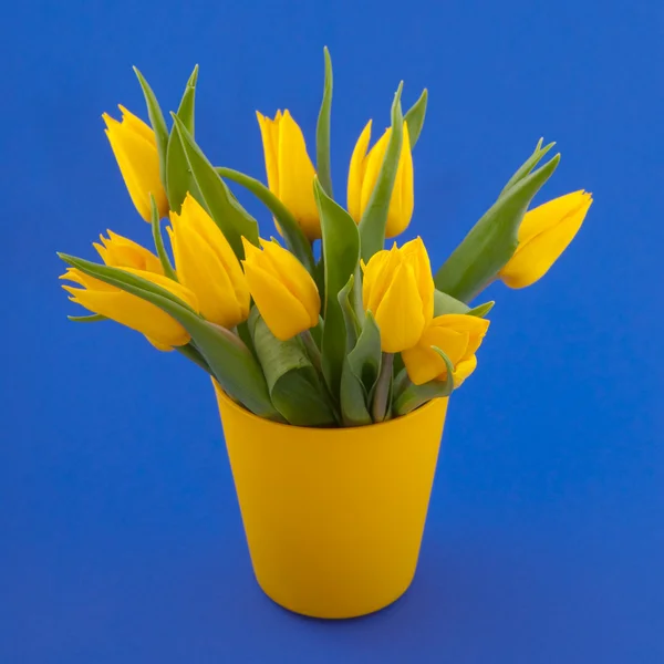 Tulipanes amarillos sobre azul —  Fotos de Stock
