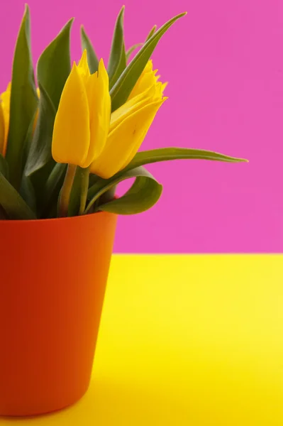 Žluté tulipány na růžové — Stock fotografie