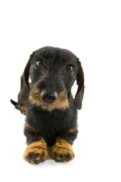 Sevimli küçük dachshund — Stok fotoğraf
