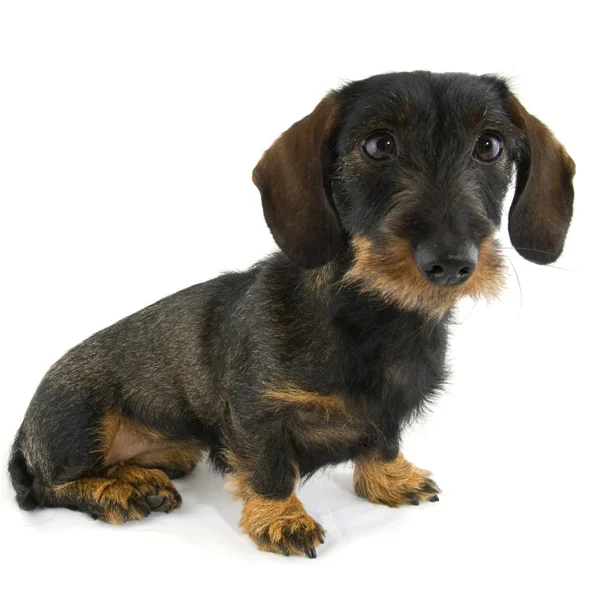 Cute dachshund — Stock Photo, Image