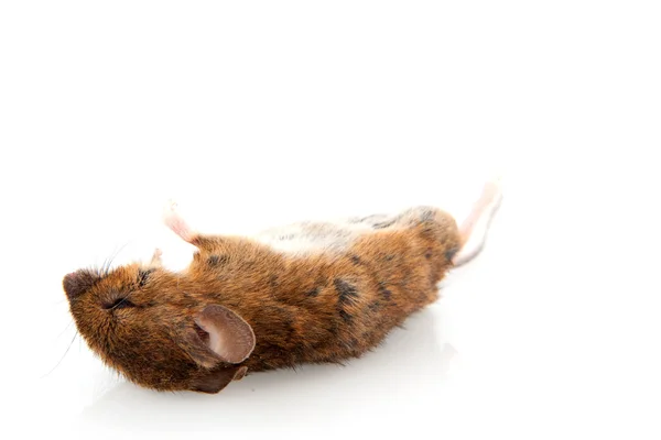 Мертвая мышь — стоковое фото