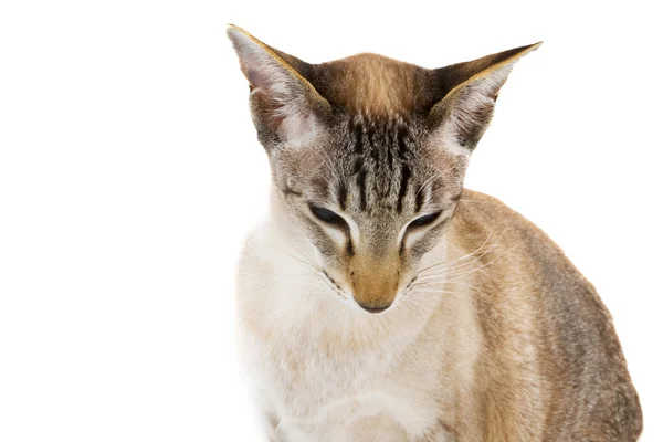 Σιαμέζα γάτα — Φωτογραφία Αρχείου