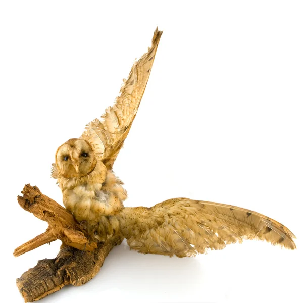Prepared owl — Stock Photo, Image