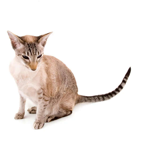 Liten Siamesisk katt — Stockfoto