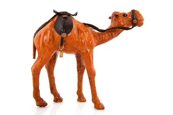 摩洛哥骆驼 — 图库照片