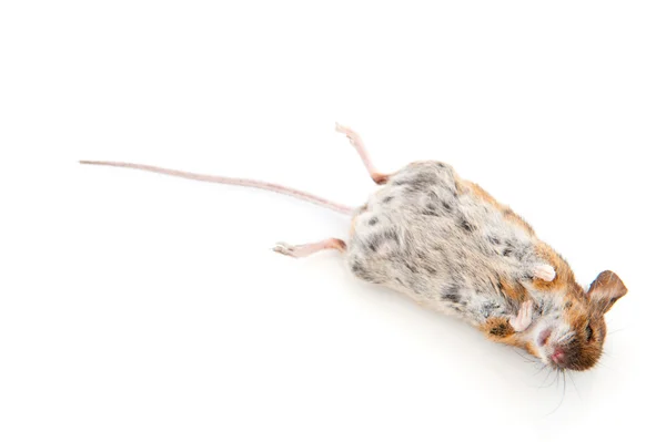 Dead mouse — Stock Photo, Image