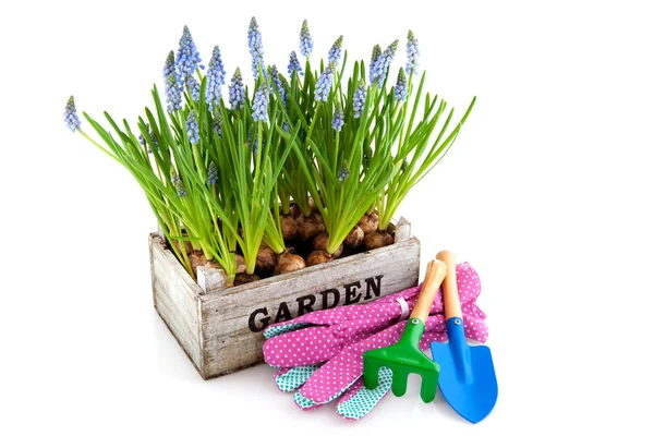 Trädgård låda med muscari och verktyg — Stockfoto