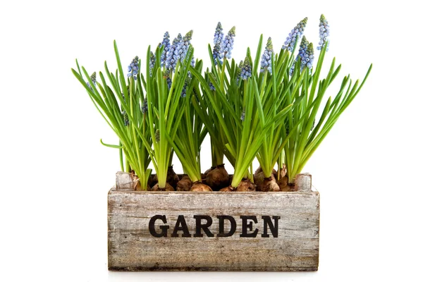 Garden crate with Muscari — Stock Photo, Image